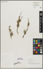 Foto von Salix repens L.